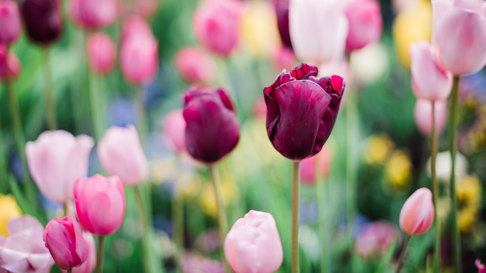 Canadian Spring Break 2020 Spring Break | Abbotsford School District
