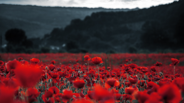 Remembrance Day Red poppies in the field. Dark background of mountain and clouds.